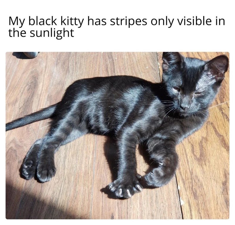 My black kitty has stripes only visible in the sunlight