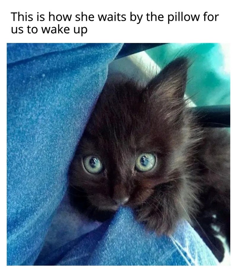 This is how she waits by the pillow for us to wake up