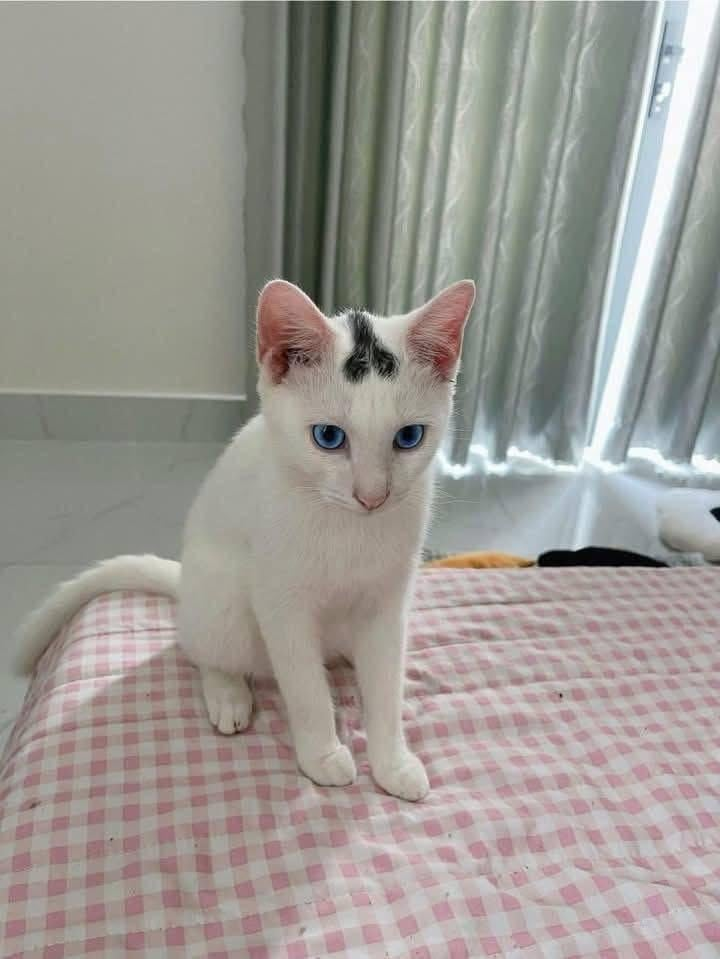 Cheezburger Image 10623847936