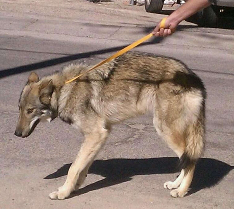 Cheezburger Image 10623849216