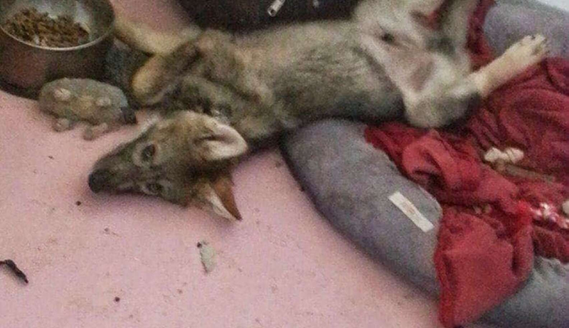 Cheezburger Image 10623849472