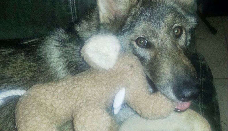 Cheezburger Image 10623849984