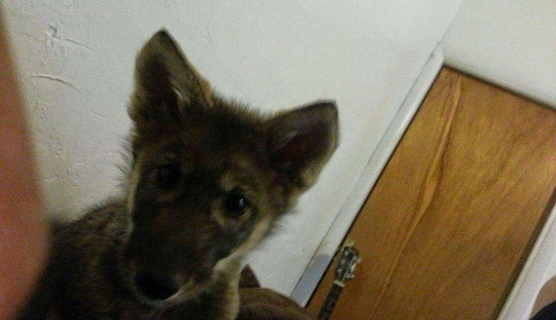 Cheezburger Image 10623850496