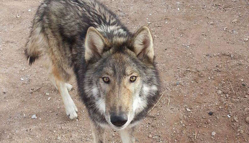 Cheezburger Image 10623851264