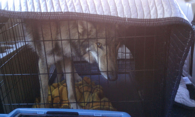 Cheezburger Image 10623852032