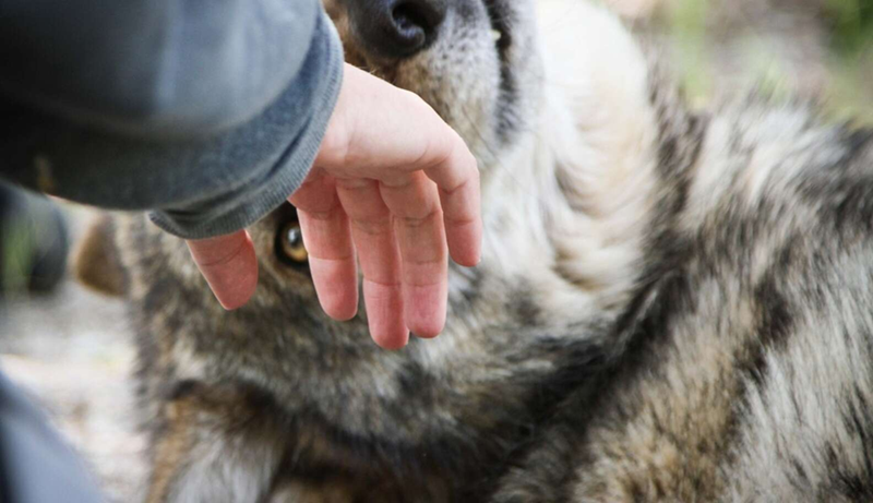 Cheezburger Image 10623853056