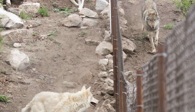 Cheezburger Image 10623853312