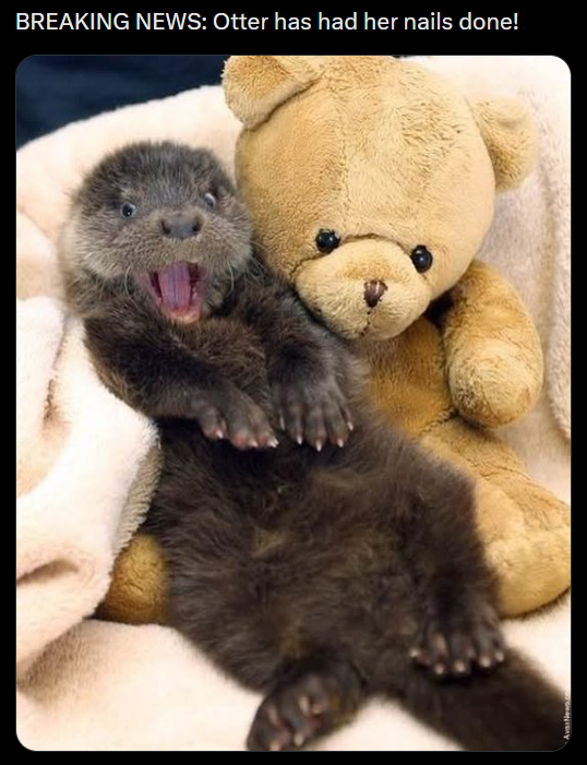 BREAKING NEWS: Otter has had her nails done!