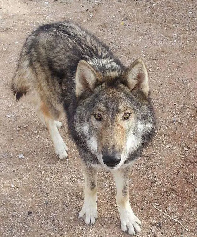 Cheezburger Image 10623855360