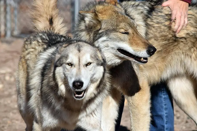 Cheezburger Image 10623855616