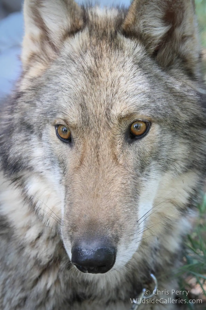 Chris Perry WildsideGalleries.com