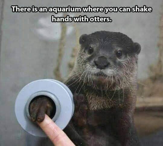 There is an aquarium where you can shake hands with otters.