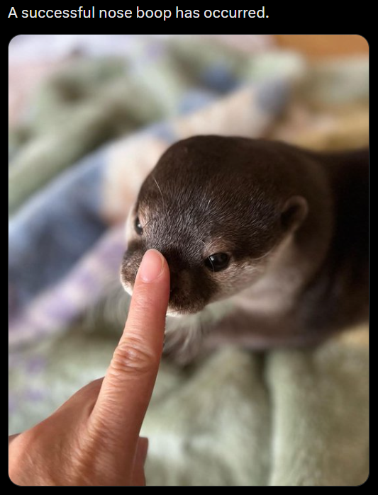 A successful nose boop has occurred.