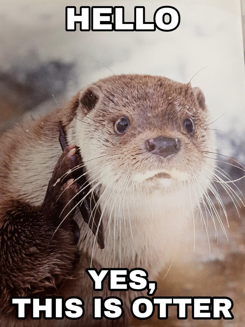 HELLO YES, THIS IS OTTER