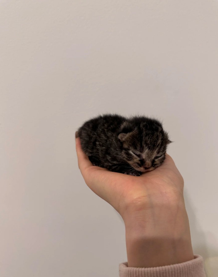 Cheezburger Image 10623863296