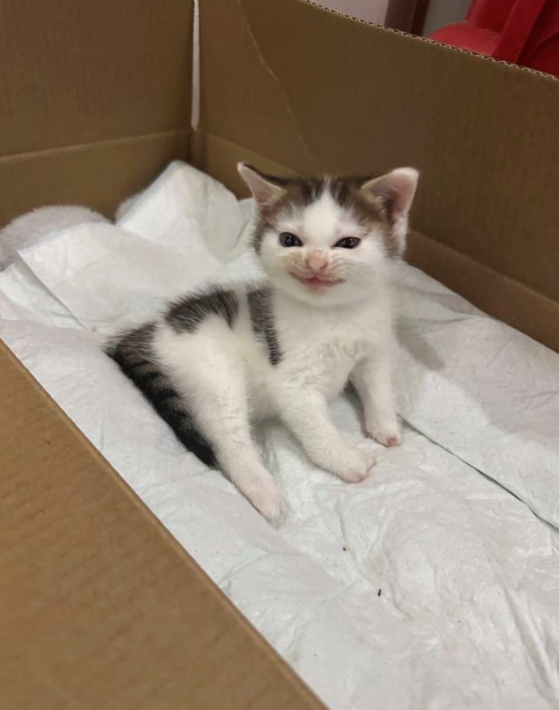 Cheezburger Image 10623863808