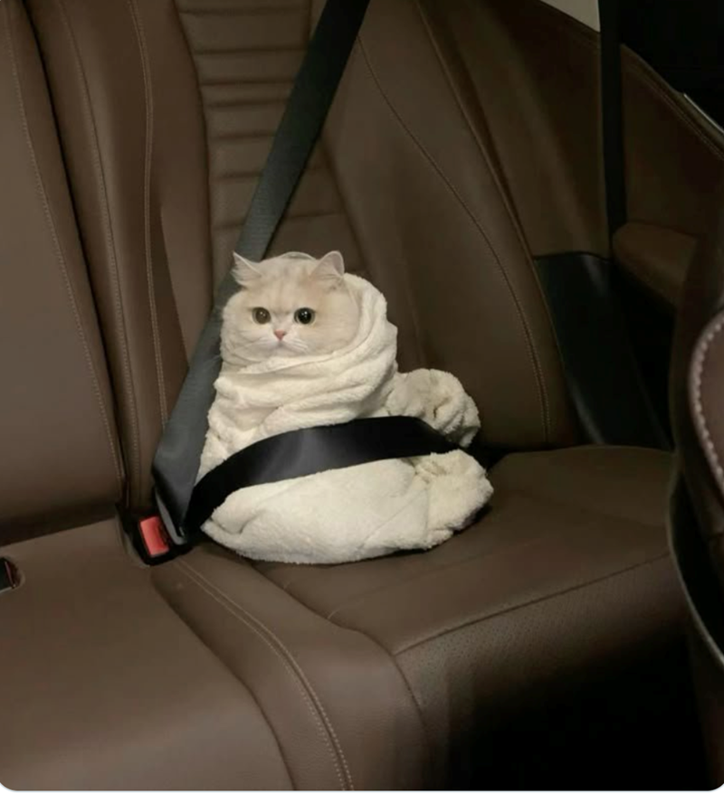 Cheezburger Image 10623866368