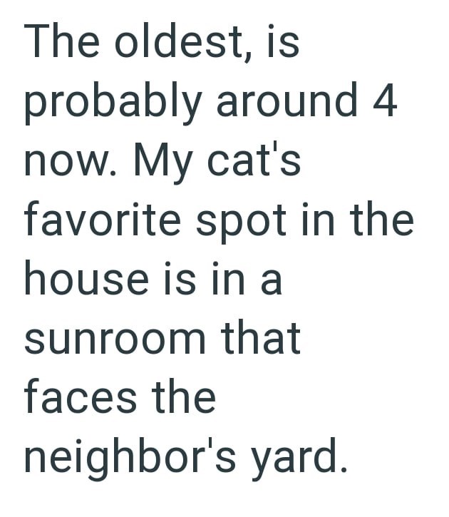 The oldest, is probably around 4 now. My cat's favorite spot in the house is in a sunroom that faces the neighbor's yard.