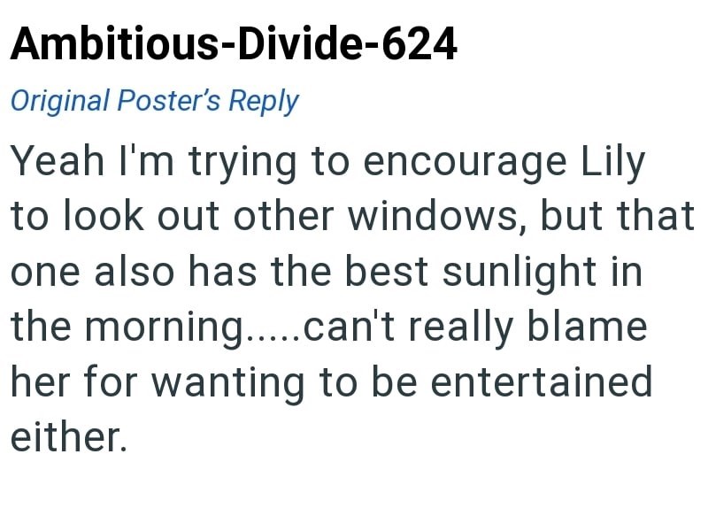 Ambitious-Divide-624 Original Poster's Reply Yeah I'm trying to encourage Lily to look out other windows, but that one also has the best sunlight in the morning.....can't really blame her for wanting to be entertained either.