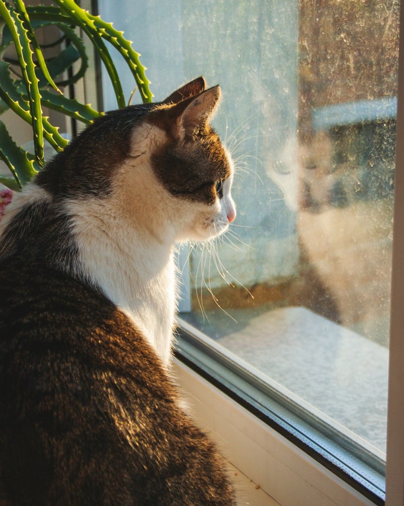 A cat looking outside the window