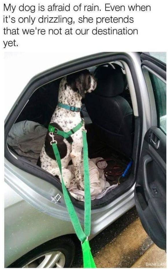 My dog is afraid of rain. Even when it's only drizzling, she pretends that we're not at our destination yet. 30 DANKLA