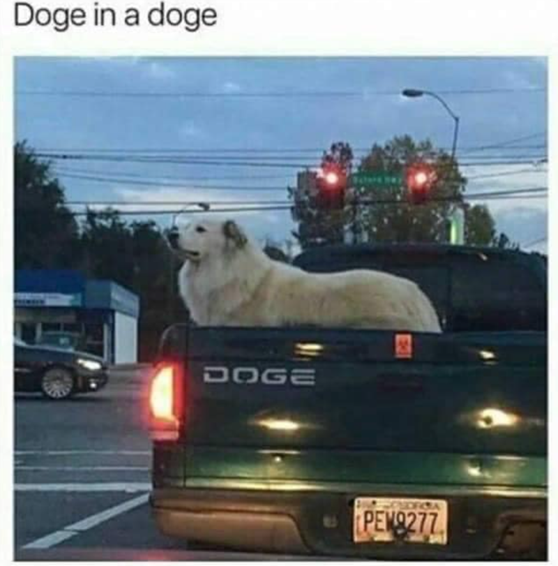 Doge in a doge DOGE Water PEW9277