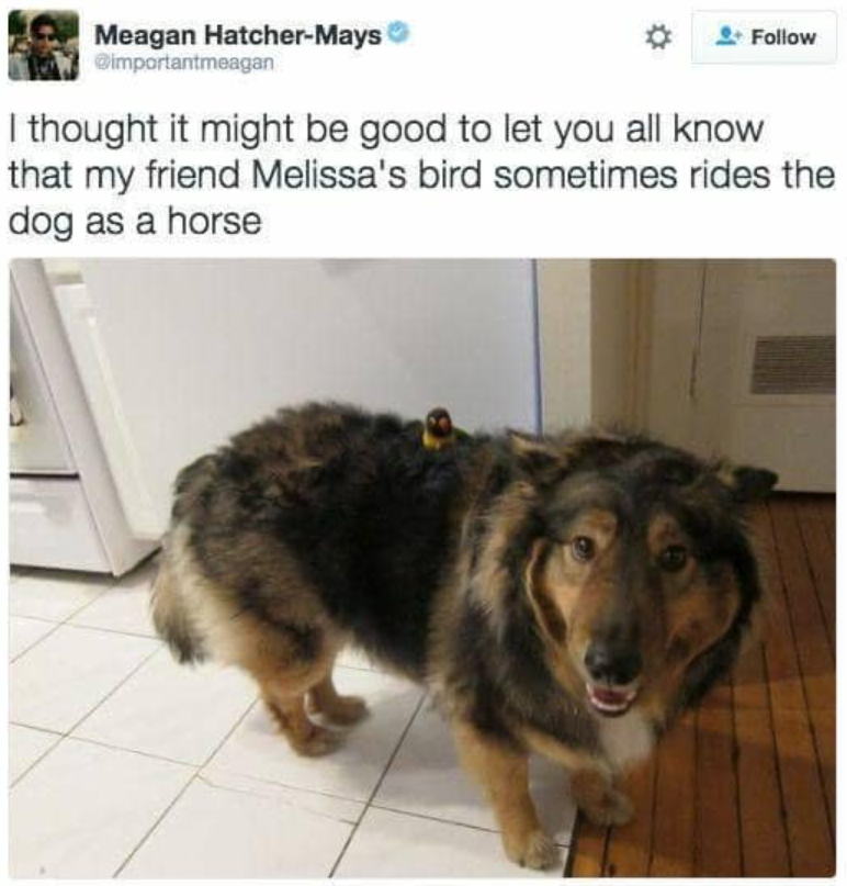 Meagan Hatcher-Mays @importantmeagan Follow I thought it might be good to let you all know that my friend Melissa's bird sometimes rides the dog as a horse