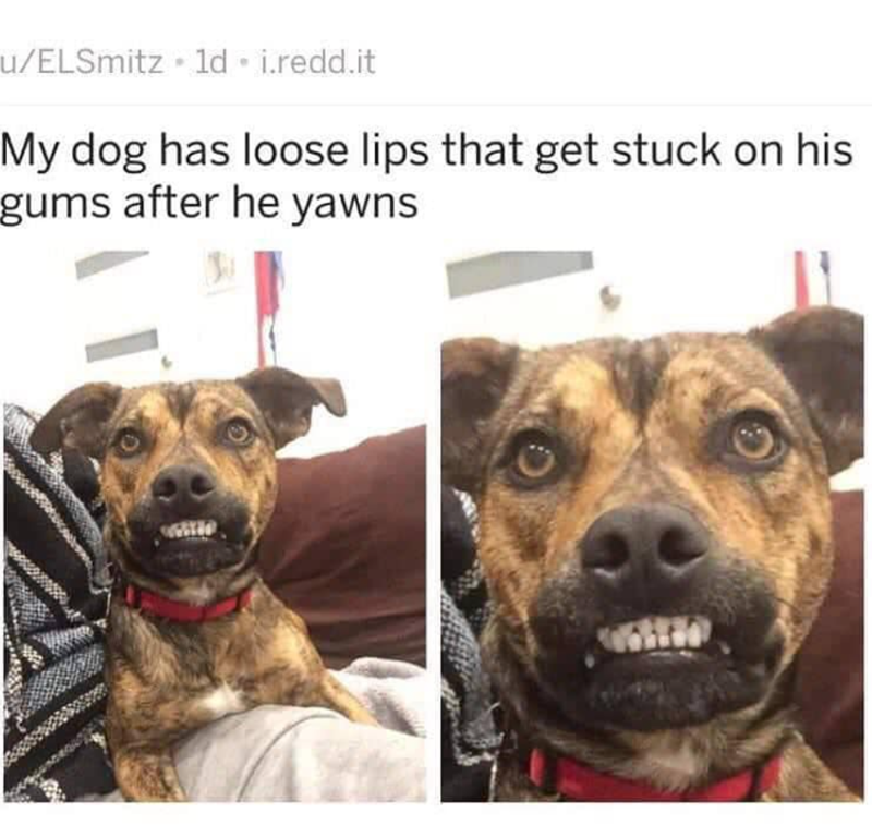 u/ELSmitz ⚫ld • i.redd.it My dog has loose lips that get stuck on his gums after he yawns
