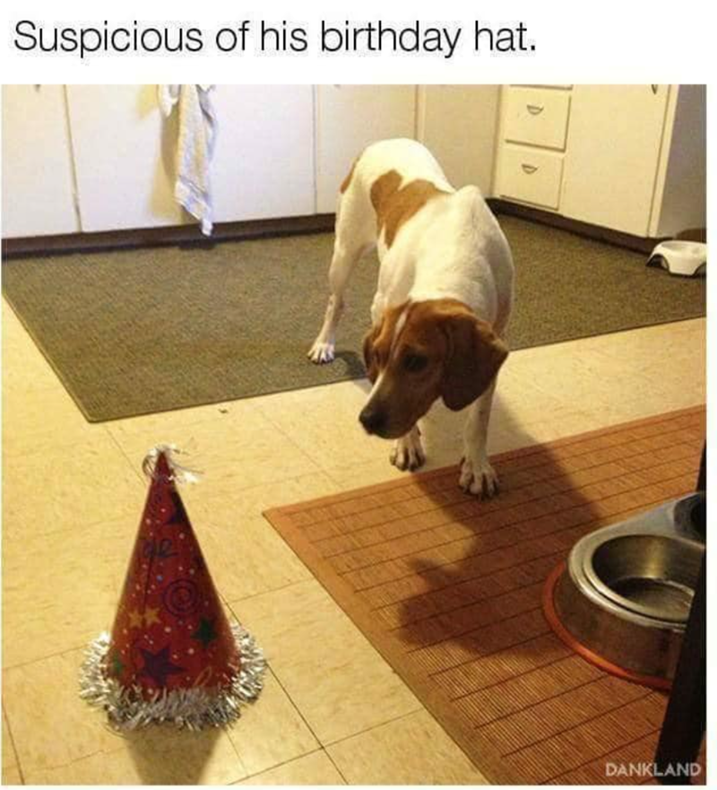 Suspicious of his birthday hat. D DANKLAND