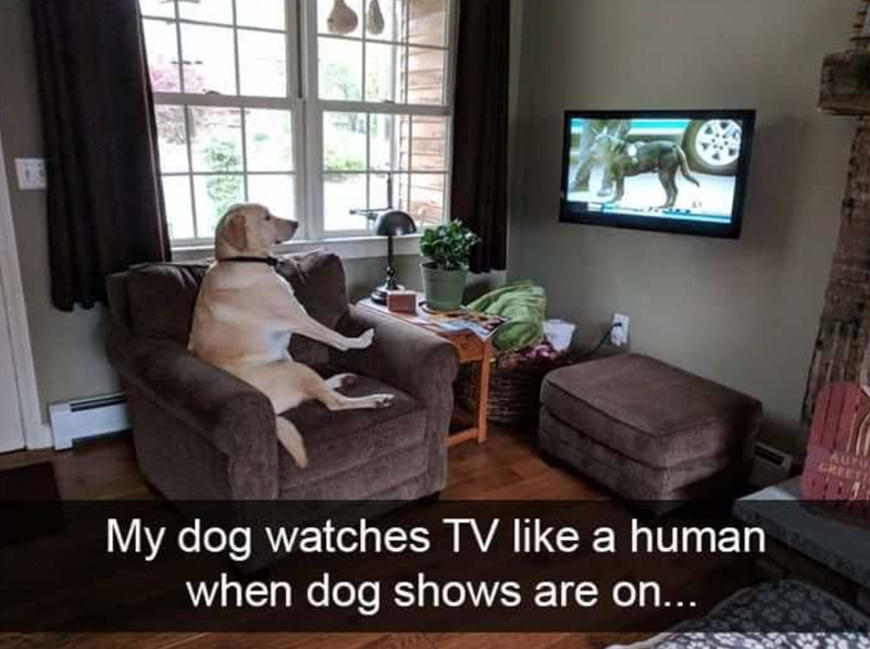 My dog watches TV like a human when dog shows are on... 513 GREET