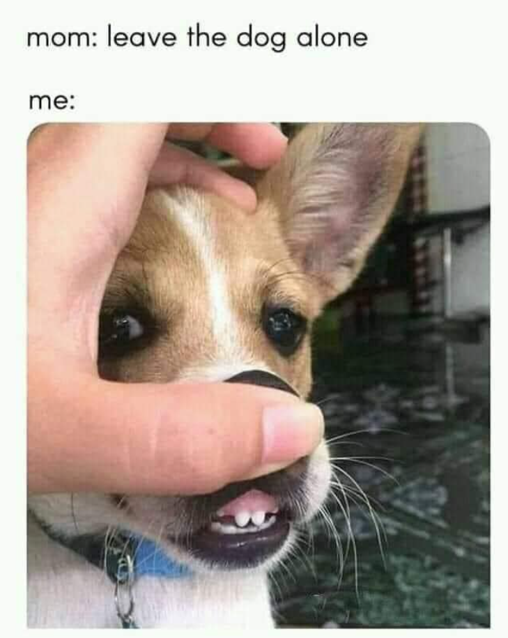 mom: leave the dog alone. me: