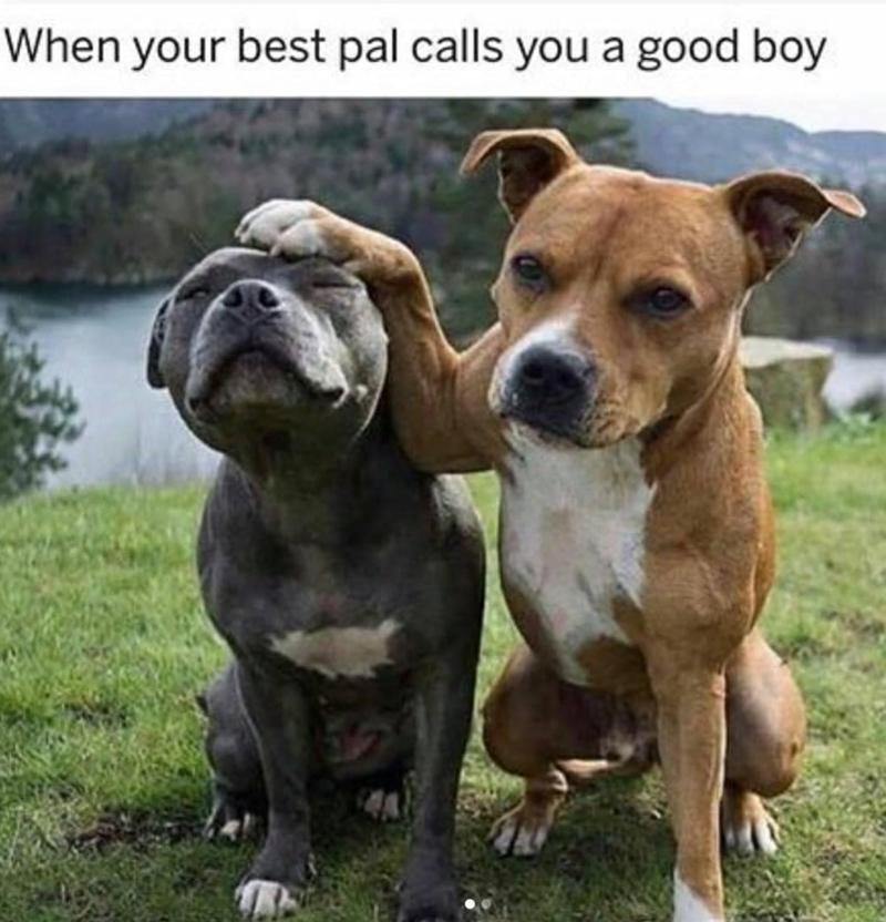 When your best pal calls you a good boy