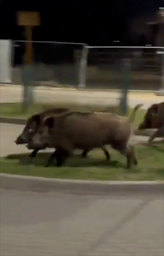 Cheezburger Image 10623899648