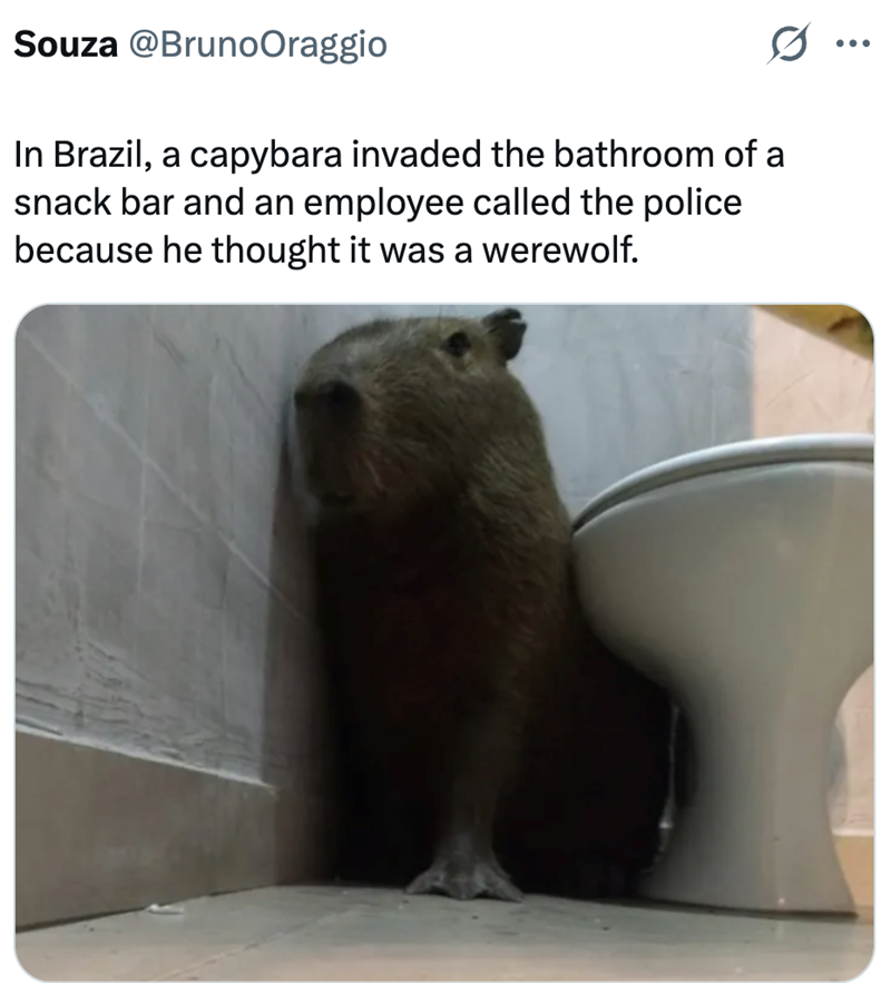 Souza @BrunoOraggio In Brazil, a capybara invaded the bathroom of a snack bar and an employee called the police because he thought it was a werewolf. ...