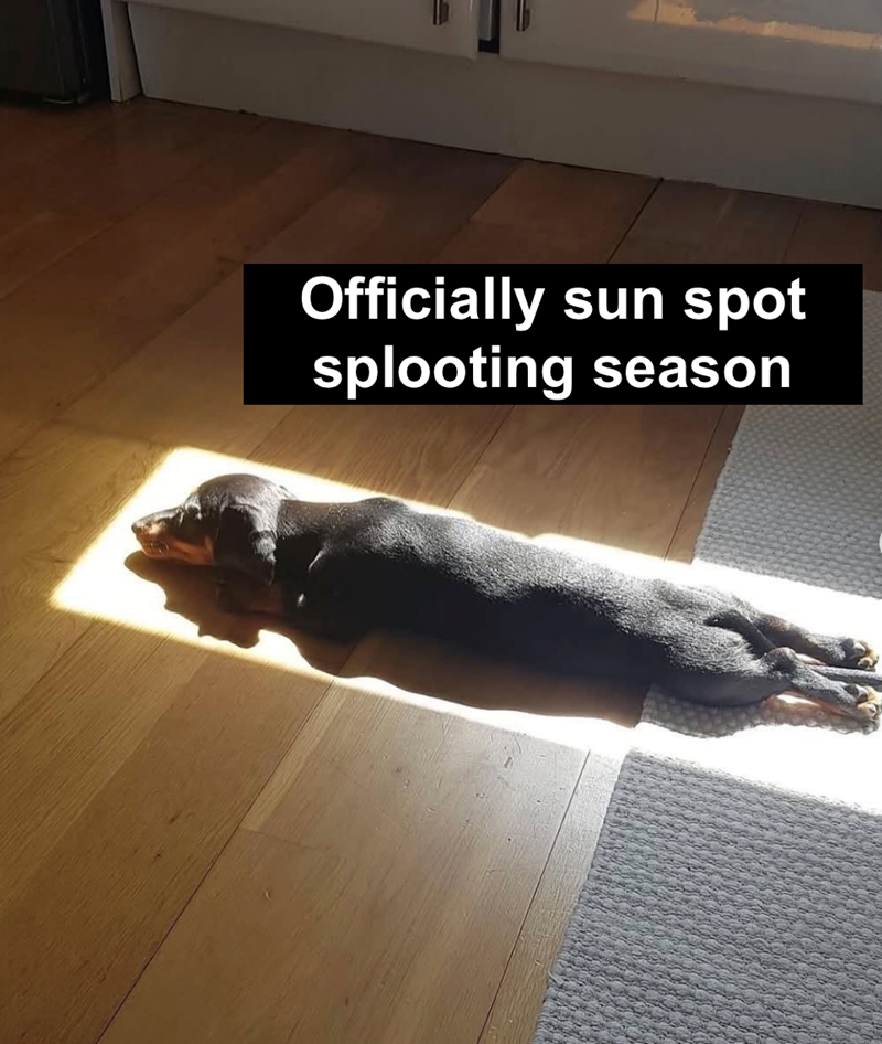 Officially sun spot splooting season