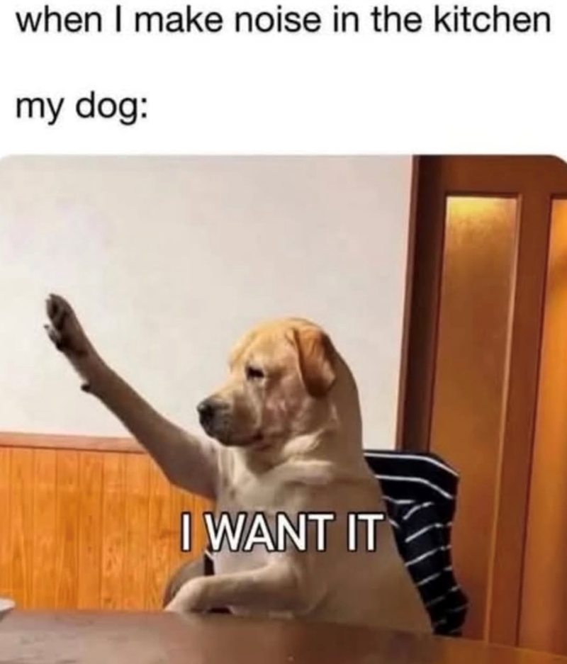 when I make noise in the kitchen my dog: I WANT IT