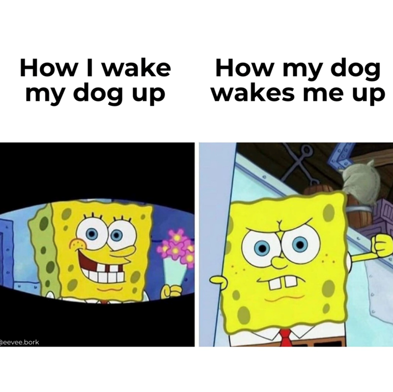 How I wake my dog up How my dog wakes me up Deevee.bork