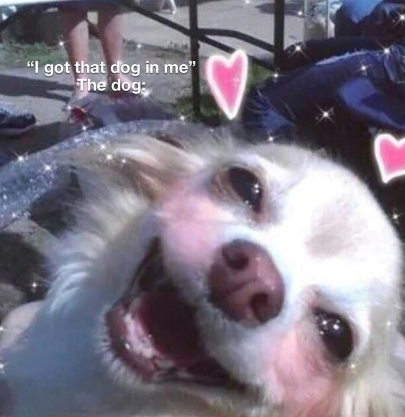 "I got that dog in me" The dog: