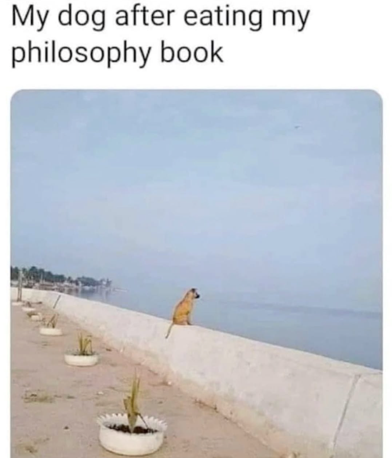 My dog after eating my philosophy book