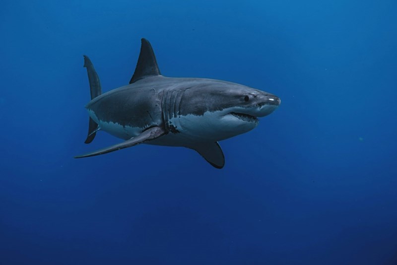 Great White shark swimming in the ocean.