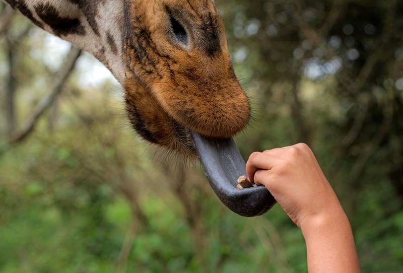 Giraffe sticking out its tongue.