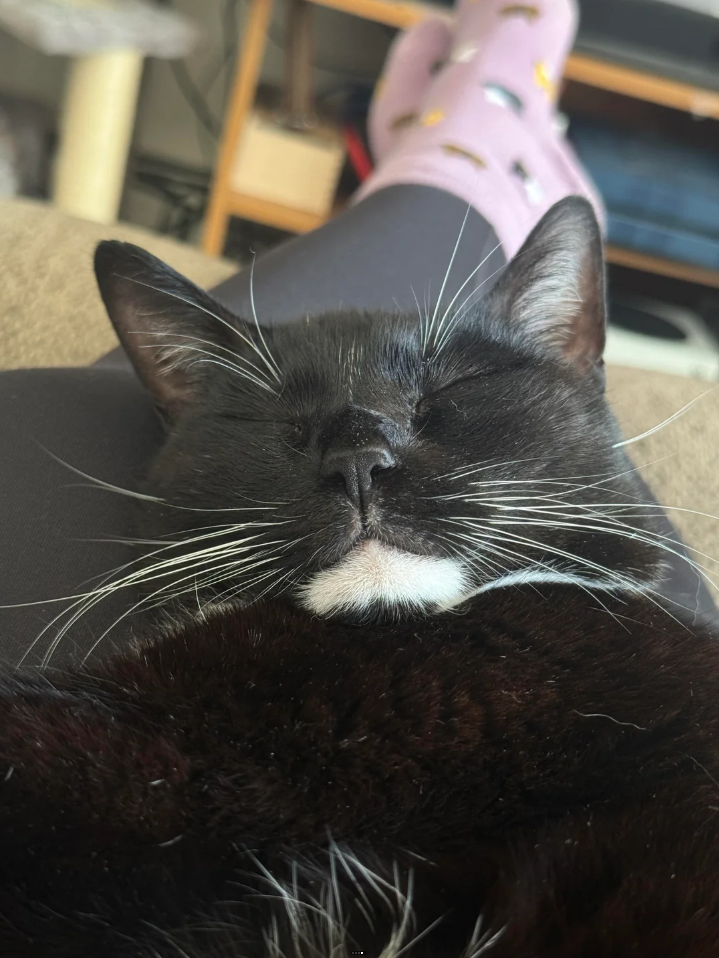 Cheezburger Image 10624082688