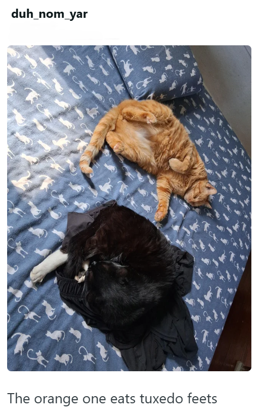duh_nom_yar The orange one eats tuxedo feets