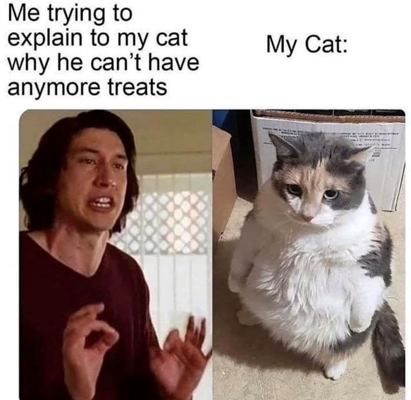 Me trying to explain to my cat why he can't have anymore treats My Cat: