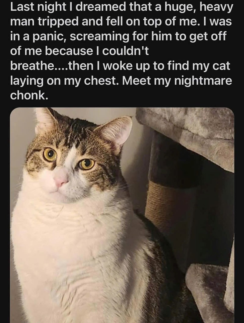 Last night I dreamed that a huge, heavy man tripped and fell on top of me. I was in a panic, screaming for him to get off of me because I couldn't breathe....then I woke up to find my cat laying on my chest. Meet my nightmare chonk.
