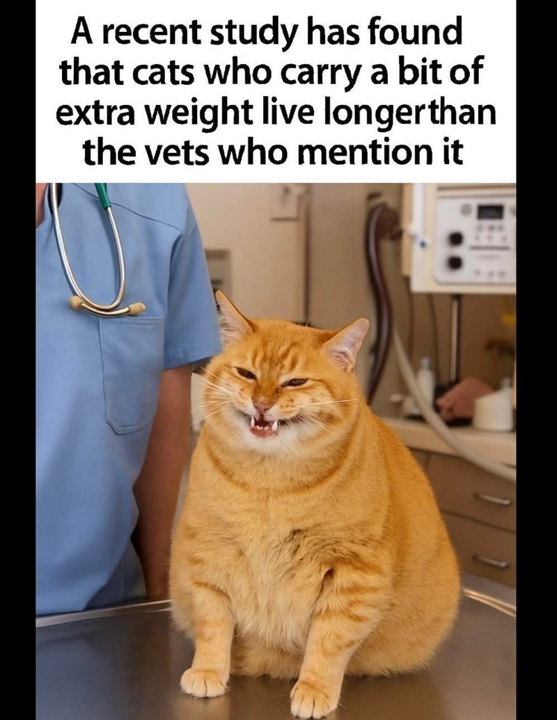 A recent study has found that cats who carry a bit of extra weight live longerthan the vets who mention it