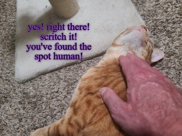 Cheezburger Image 10624105216