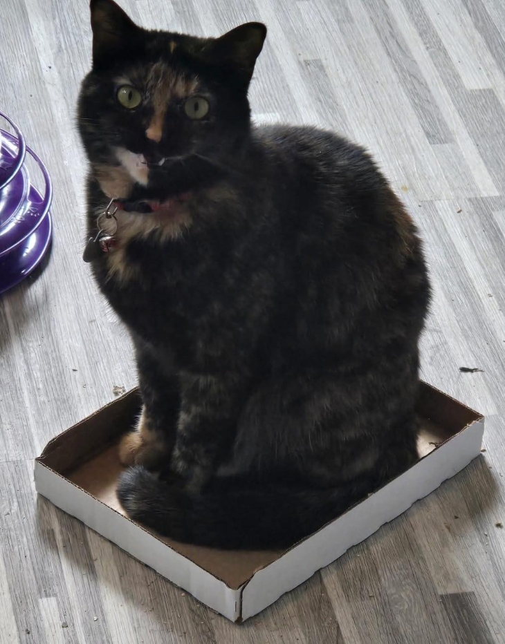 Cheezburger Image 10624109056