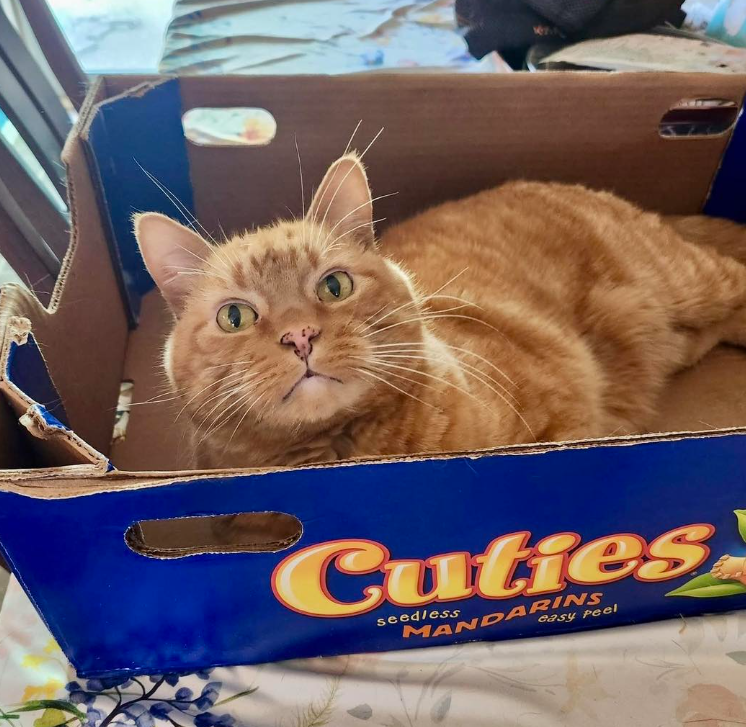 Cuties seedless MANDARINS easy Peel