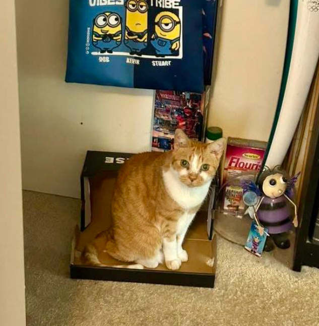 SHOUNTH S RIBE STUART Flouris